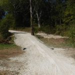 A gravel driveway leads up a small hill through a wooded area, with trees and greenery on either side. Two drainage pipes are embedded under the driveway at the base of the hill, ideal for accessing your future pole barn or building site after excavating. Kentucky Builders And Excavating